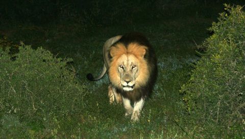 Addo Elephant National Park – silver-travellers.com