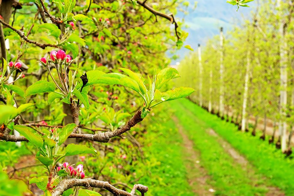 Apple orchard