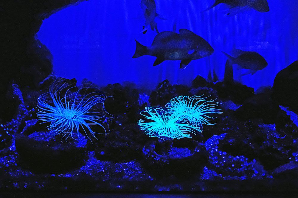 Aquarium