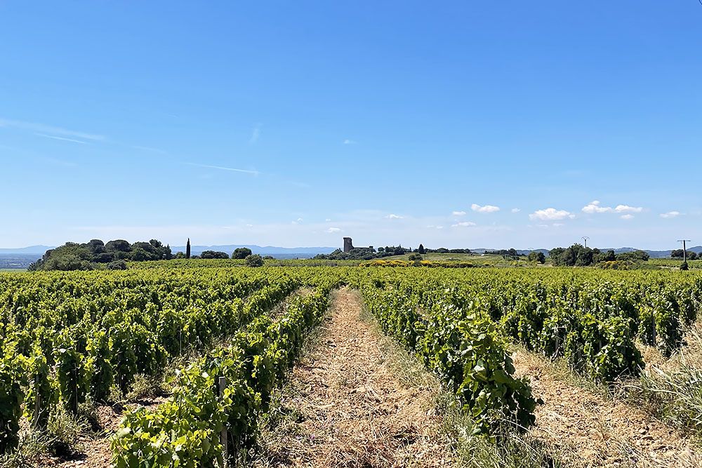 vineyard