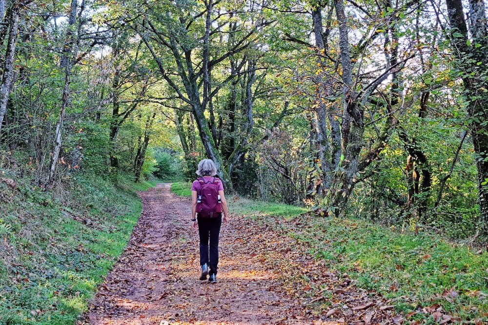 Hiker in the forest