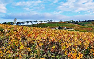 Beautiful autumn walk in Fleurie, Beaujolais