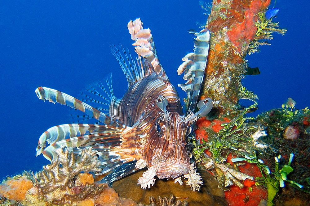 Lion fish