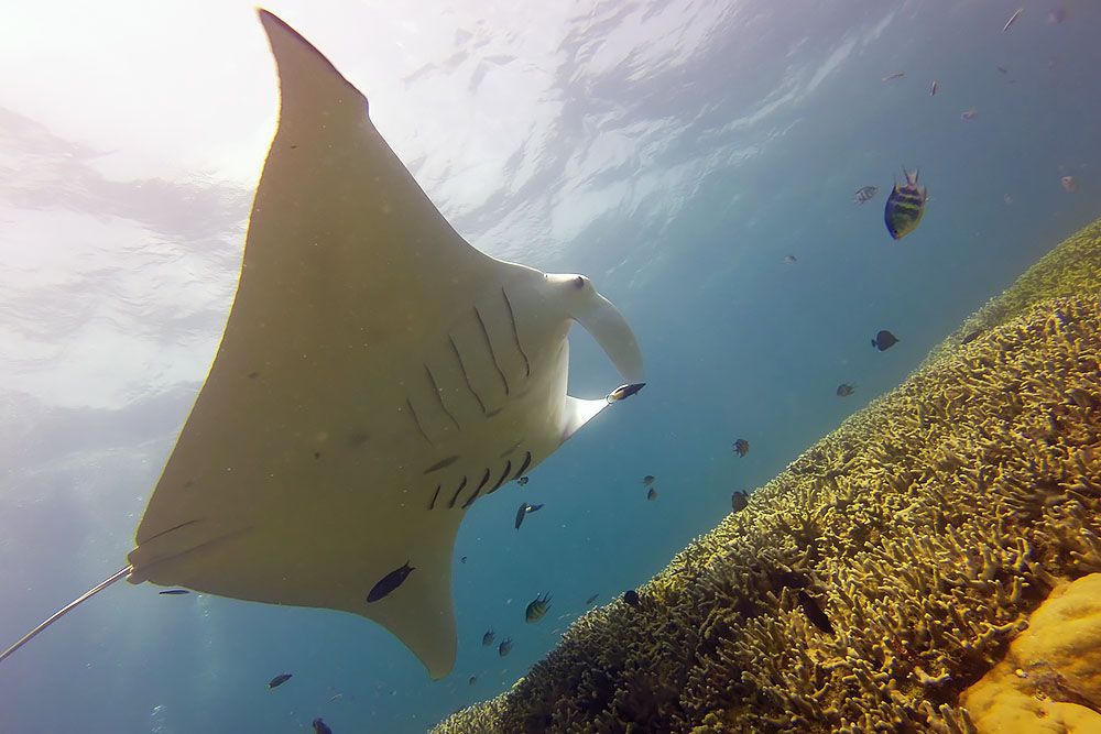 Manta Ray