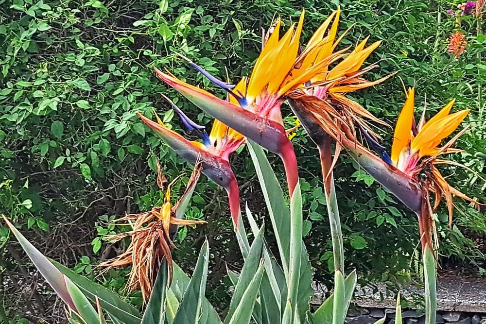 Bird of paradise flower