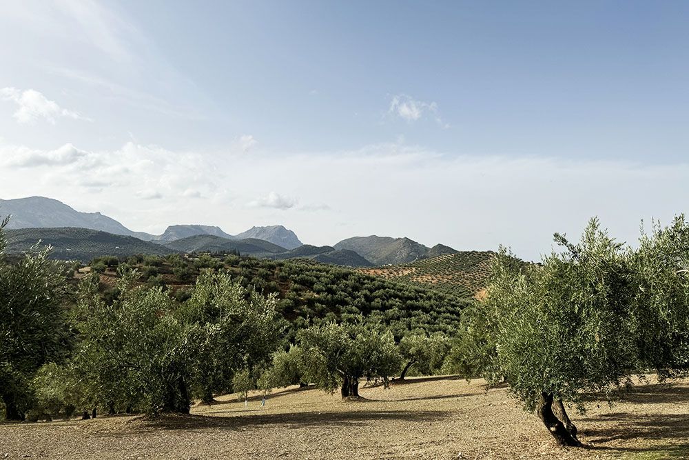 Olive grove