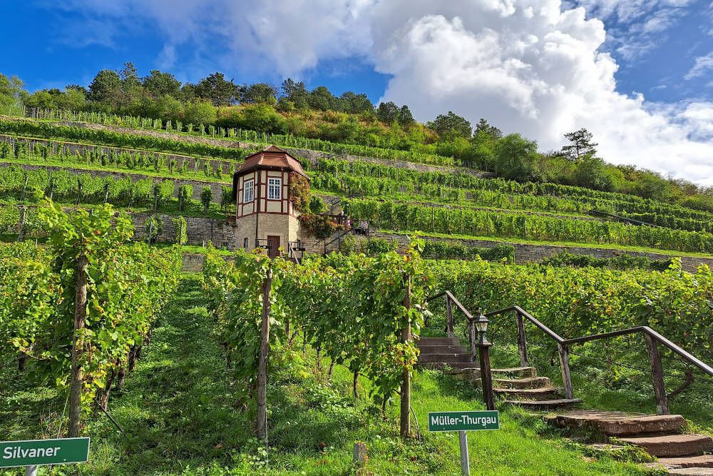 Vineyard in Neuenburg